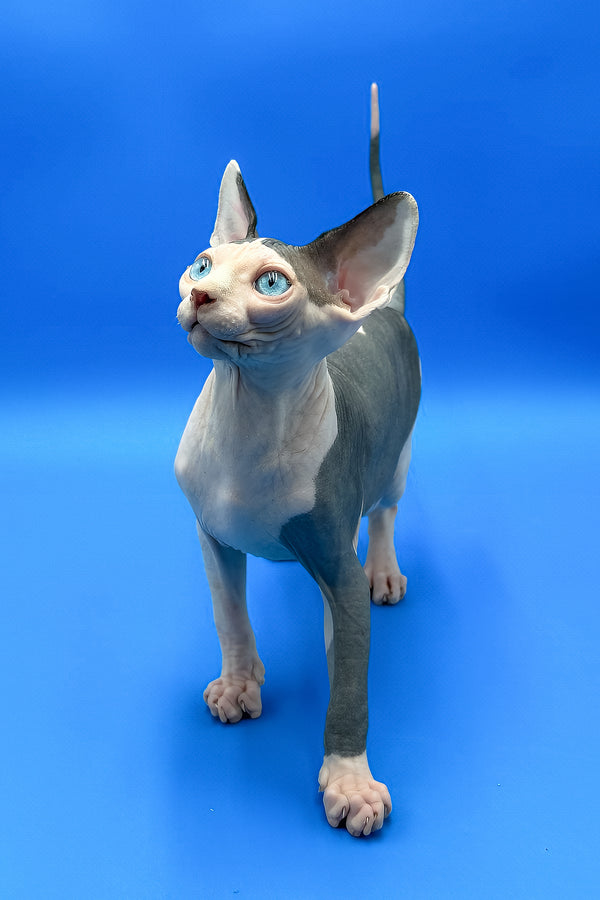 Bono | Sphynx Kitten
