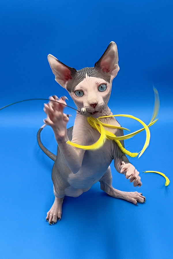 Bono | Sphynx Kitten