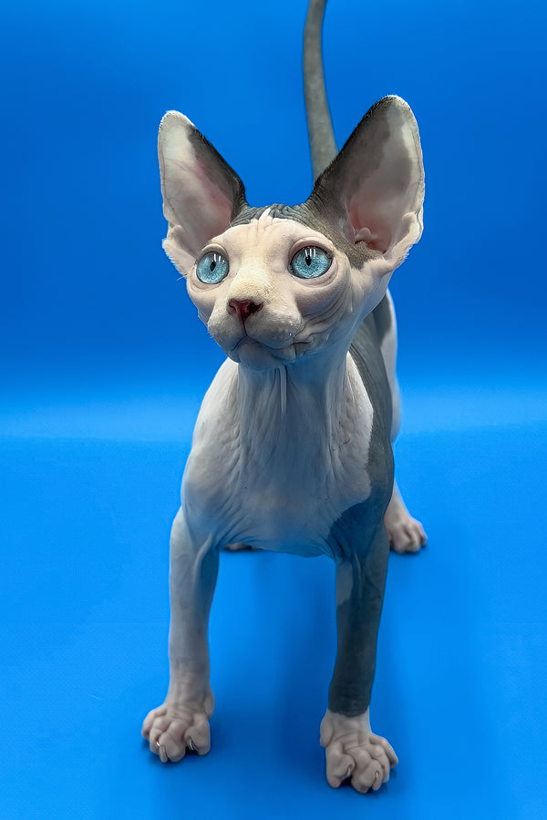 Bono | Sphynx Kitten