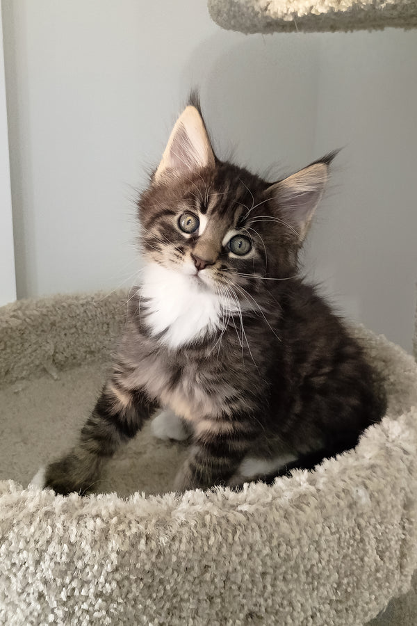 Bryce | Maine Coon Kitten