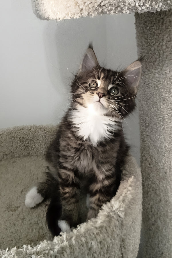 Bryce | Maine Coon Kitten