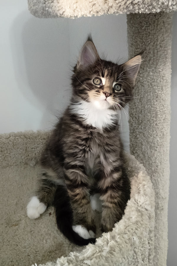 Bryce | Maine Coon Kitten