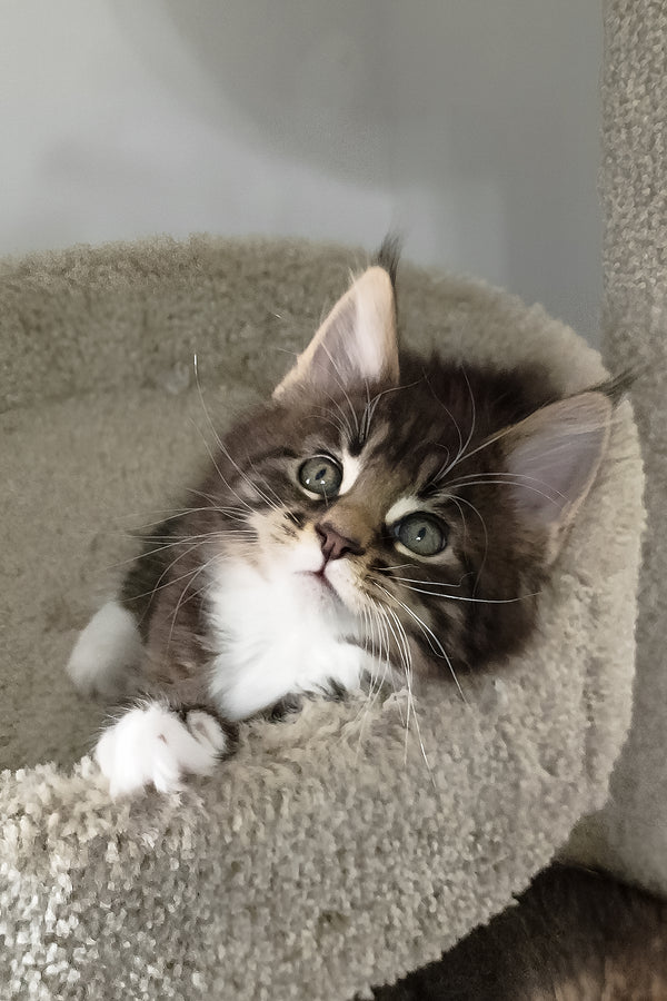 Bryce | Maine Coon Kitten
