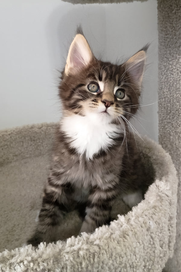 Bryce | Maine Coon Kitten