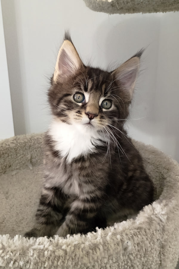 Bryce | Maine Coon Kitten