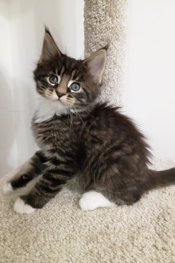 Bryce | Maine Coon Kitten