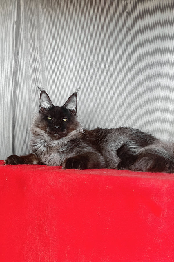 Boris | Maine Coon Kitten