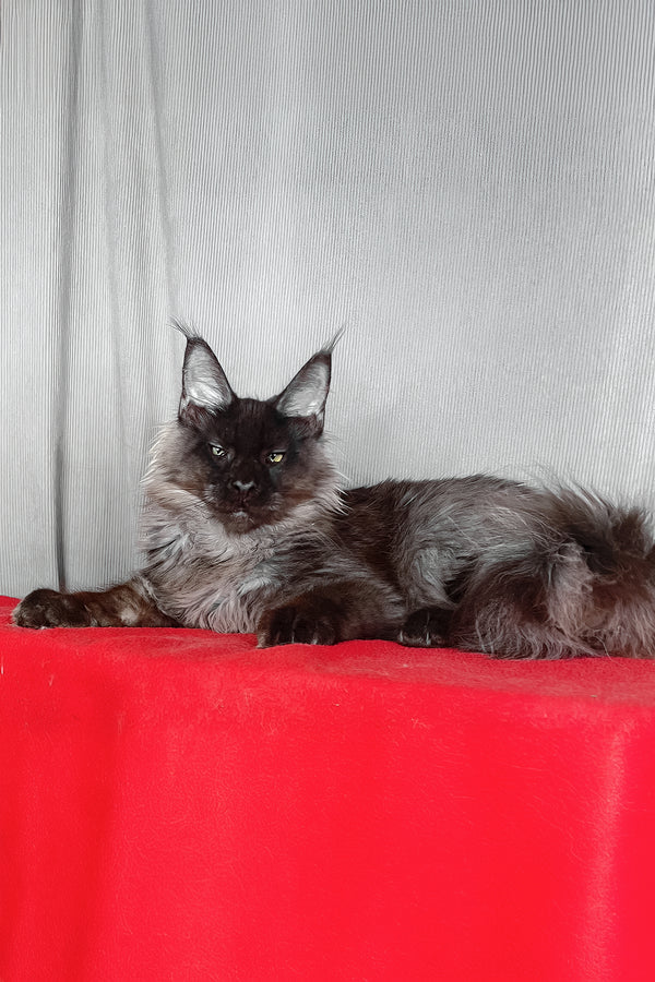 Boris | Maine Coon Kitten