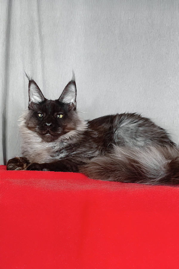 Boris | Maine Coon Kitten