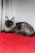 Boris | Maine Coon Kitten