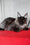 Boris | Maine Coon Kitten