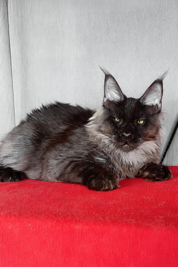 Boris | Maine Coon Kitten