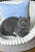 Boss | Scottish Straight Kitten