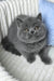 Boss | Scottish Straight Kitten