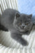 Boss | Scottish Straight Kitten