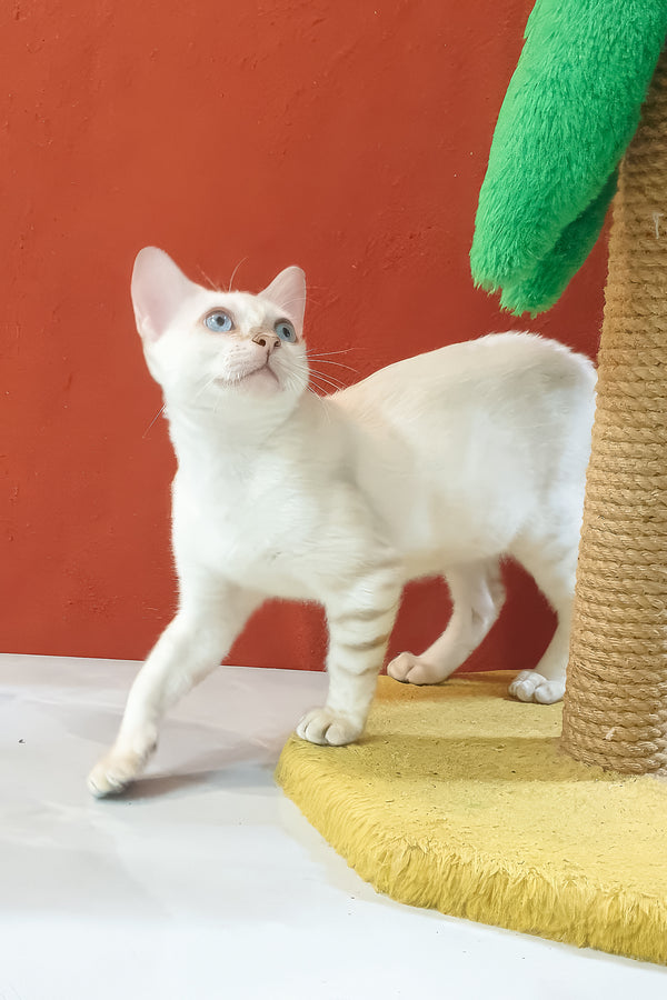 A white boss bengal kitten with blue eyes and subtle brown spotted tabby markings stands on a yellow scratching pad