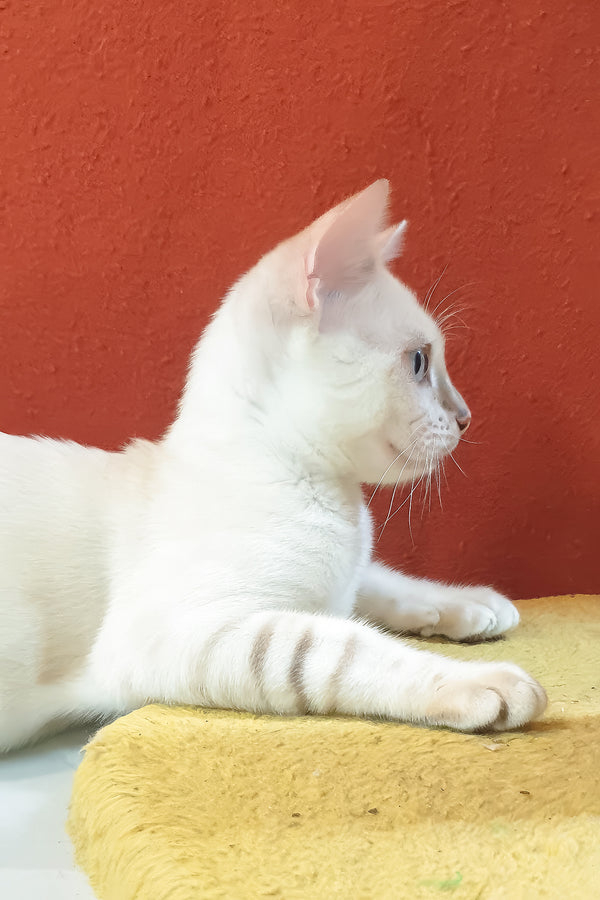 A sleek white boss bengal kitten with subtle gray seal lynx spotted markings lounges on a yellow surface