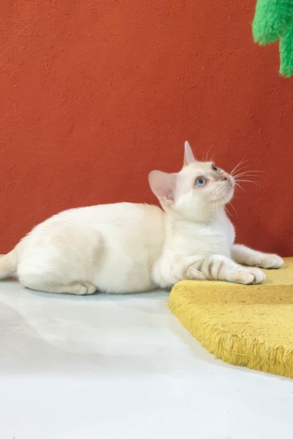 Boss bengal kitten a fluffy white cat with blue eyes lounges on a soft yellow cushion by orange wall seal lynx spotted