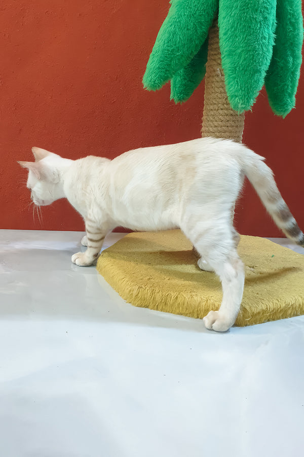 Boss bengal kitten fluffy white cat with subtle brown spotted tabby markings on yellow textured scratching pad