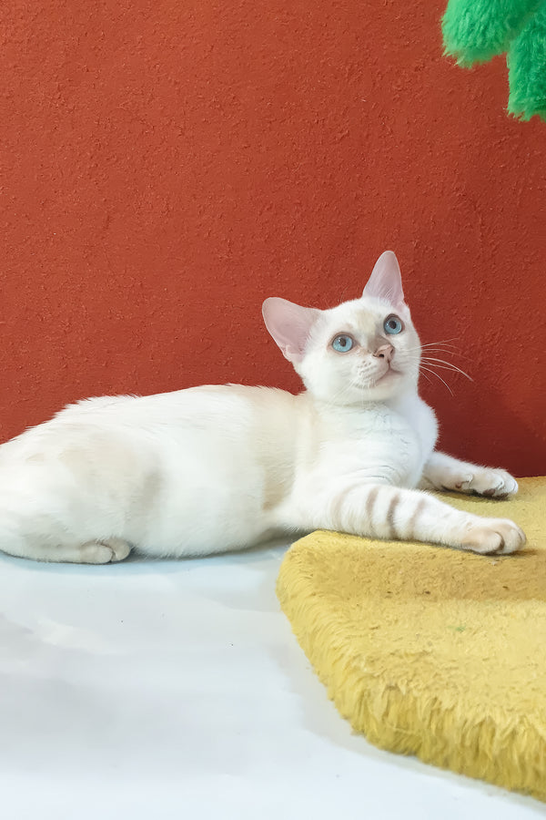 Boss bengal kitten sleek white cat with blue eyes and subtle brown spotted tabby markings on yellow cushion