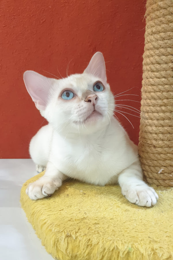 Boss bengal kitten is a fluffy white purebred kitty with blue eyes resting on a yellow cushion, not a seal lynx spotted or brown tabby