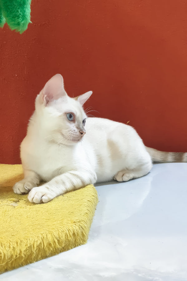 Boss bengal kitten with blue eyes and subtle gray markings lounges on a textured yellow cushion seal lynx spotted vibe