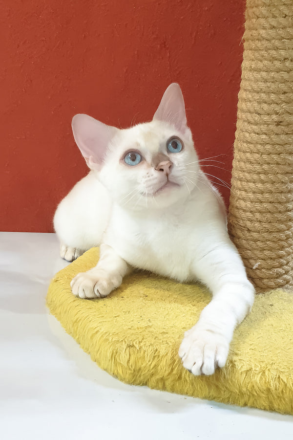 Boss bengal kitten with fluffy white fur and blue eyes lounges on yellow cushion among purebred kitties