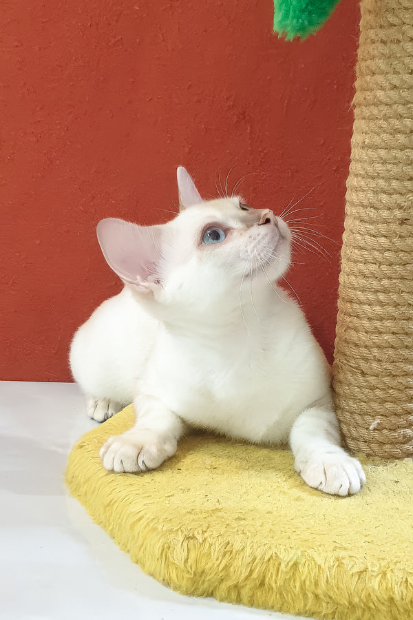 Boss bengal kitten fluffy white with blue eyes sitting on yellow textured cushion seal lynx spotted style
