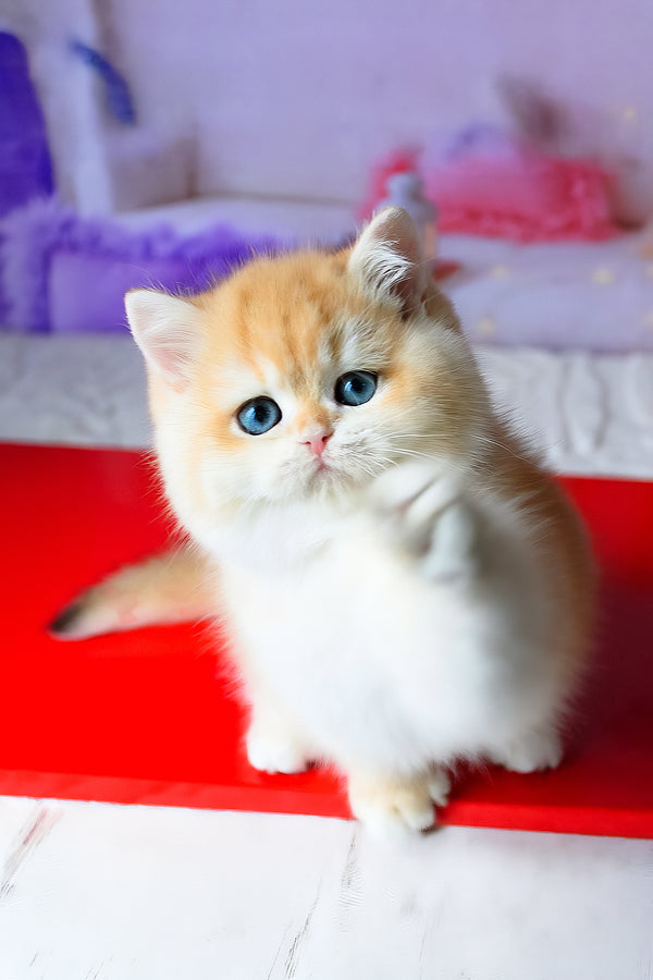 Boss | British Shorthair Kitten