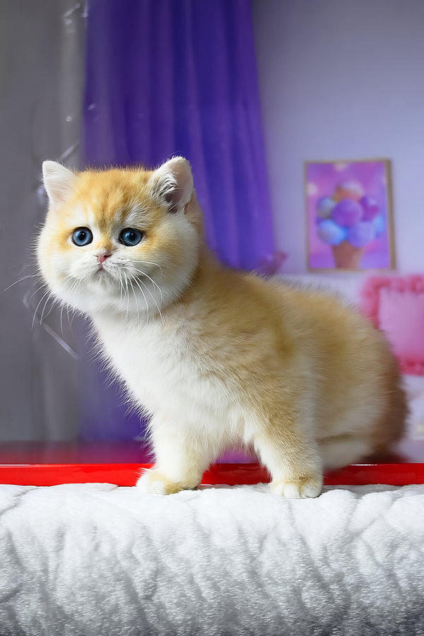 Boss | British Shorthair Kitten