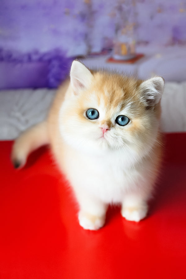 Boss | British Shorthair Kitten