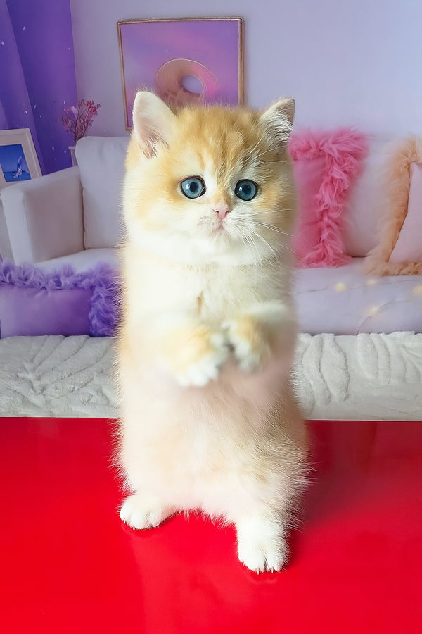 Boss | British Shorthair Kitten