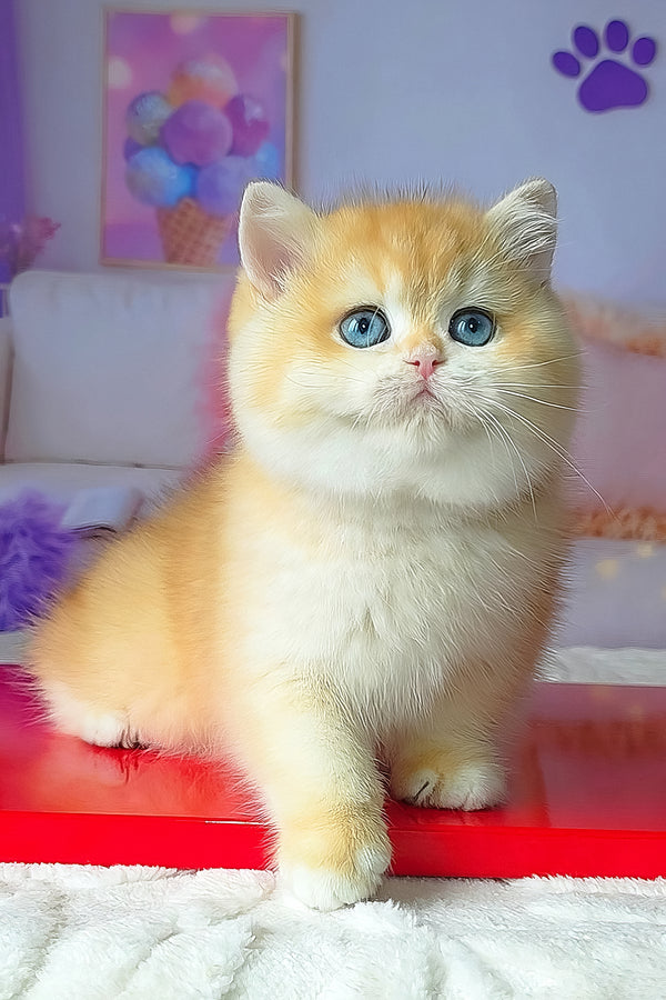 Boss | British Shorthair Kitten