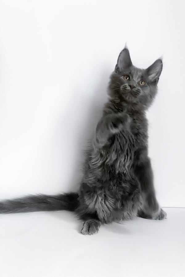 Boston | Maine Coon Kitten