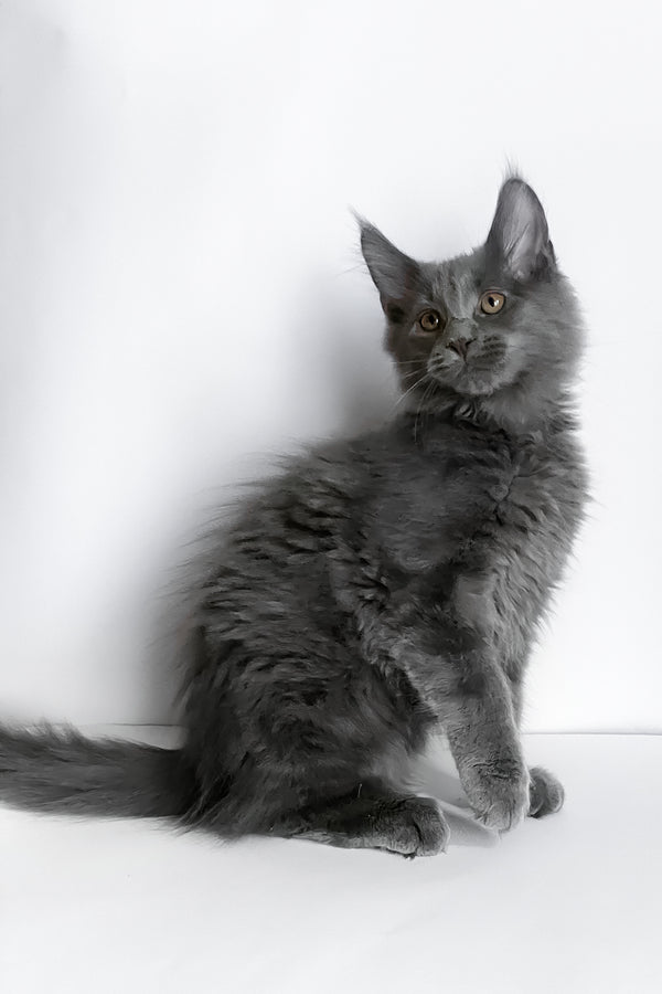 Boston | Maine Coon Kitten