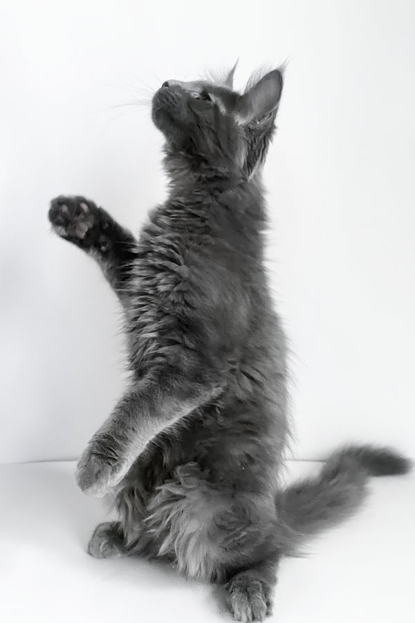 Boston | Maine Coon Kitten