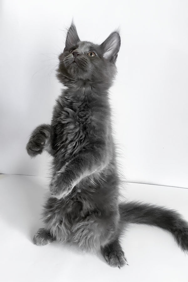 Boston | Maine Coon Kitten