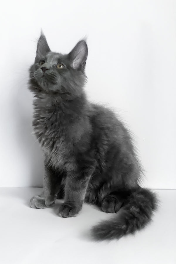 Boston | Maine Coon Kitten