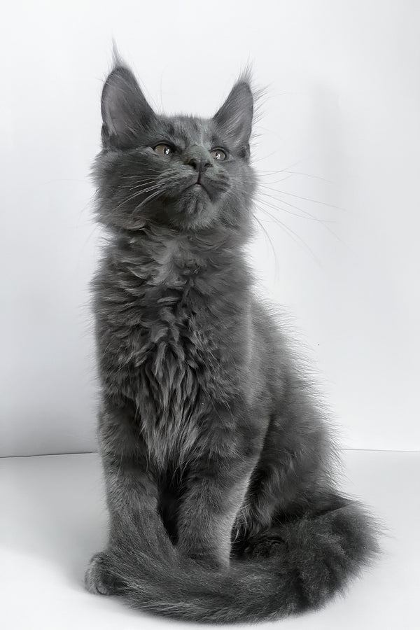 Boston | Maine Coon Kitten
