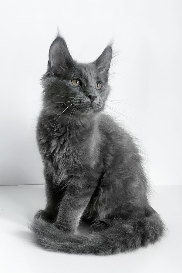 Boston | Maine Coon Kitten