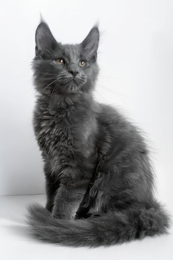 Boston | Maine Coon Kitten