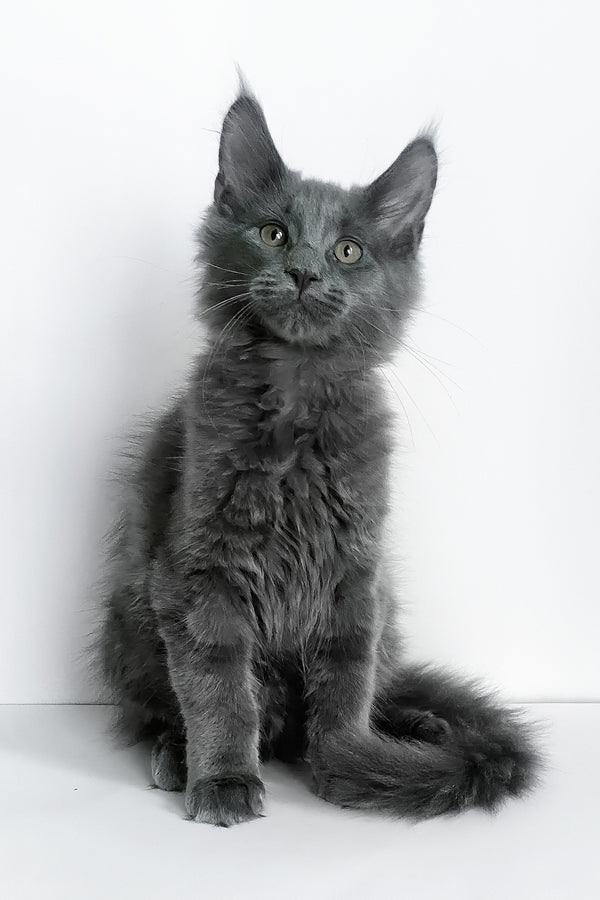 Boston | Maine Coon Kitten