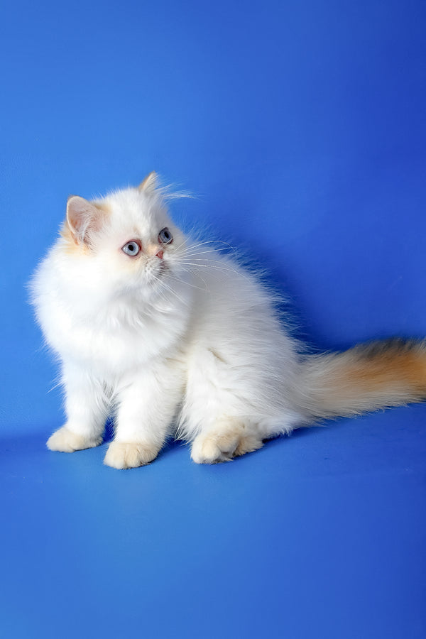 Boston | Persian Kitten