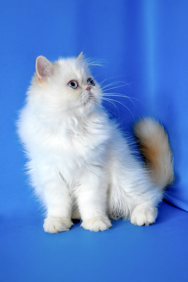 Boston | Persian Kitten