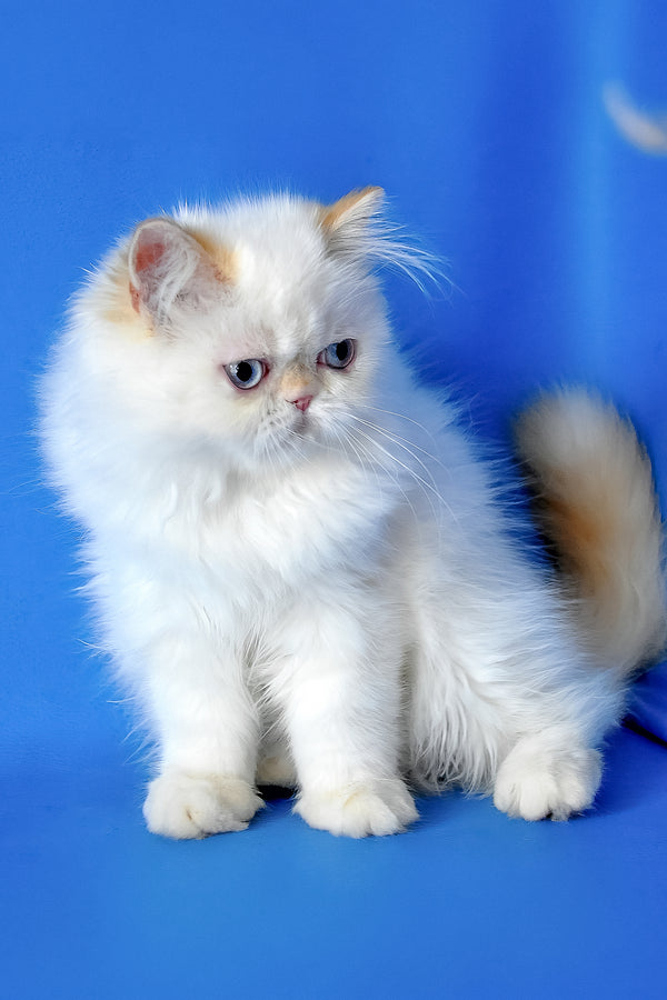 Boston | Persian Kitten