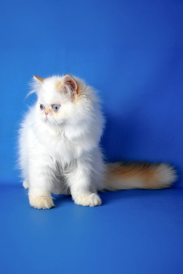 Boston | Persian Kitten