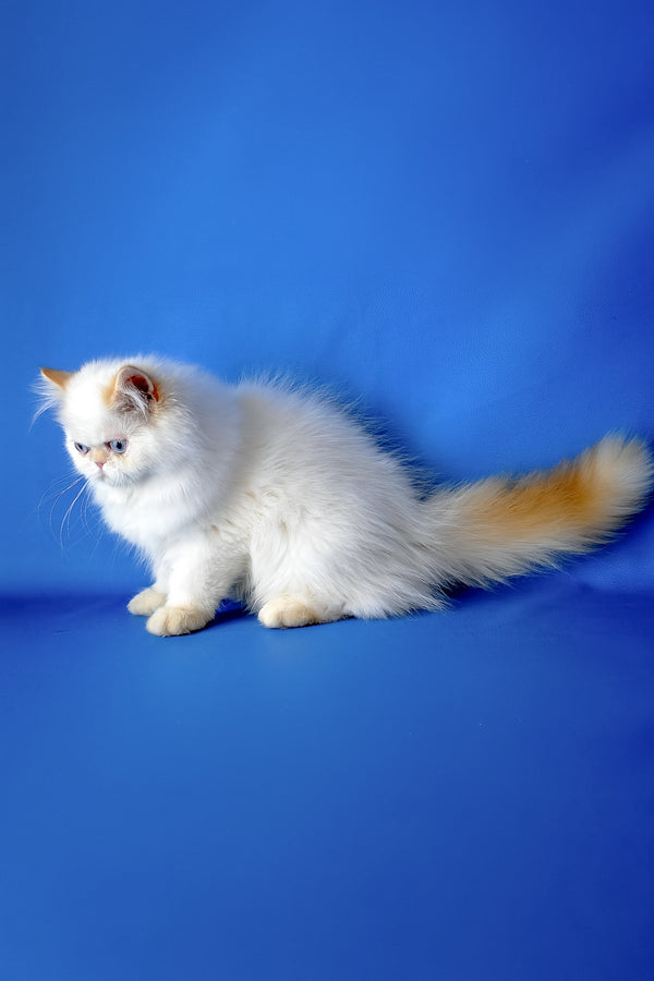 Boston | Persian Kitten