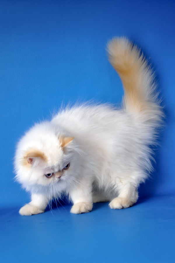 Boston | Persian Kitten