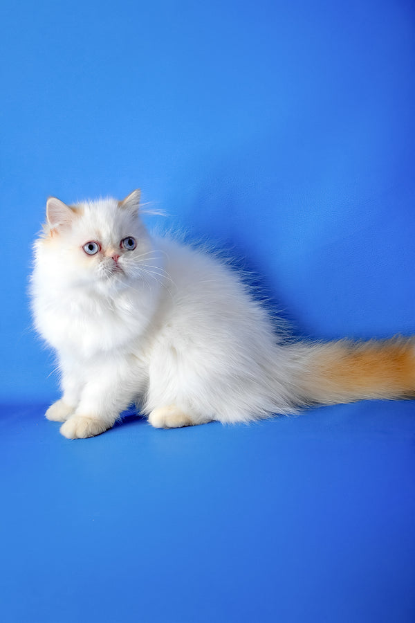 Boston | Persian Kitten