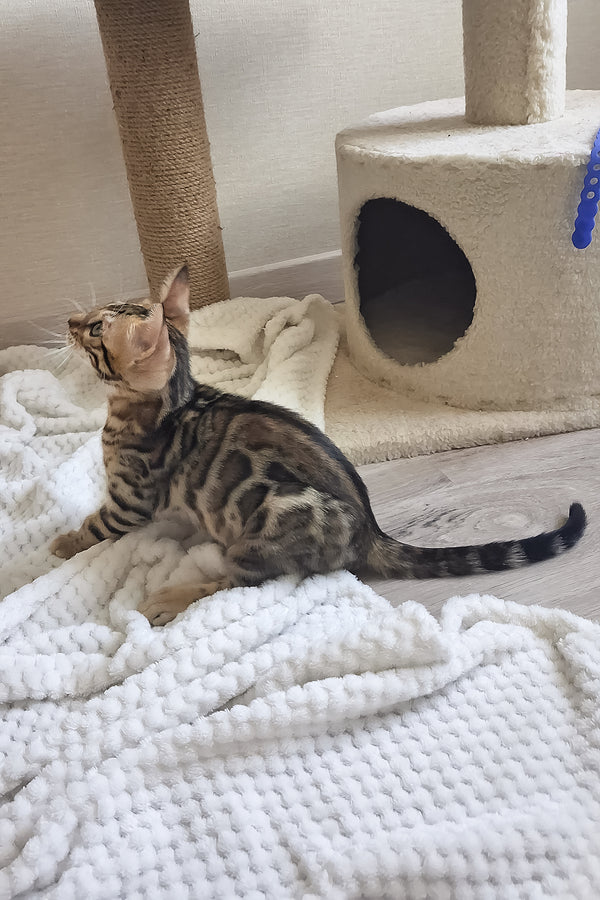 Boston | Bengal Kitten